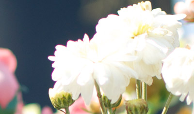 Anthony and Preston Memorials